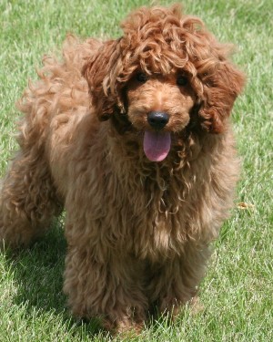 Miniature poodle puppy